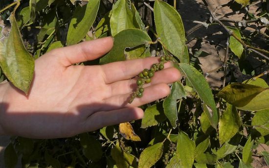 so wachsen die einzelnen Dolden