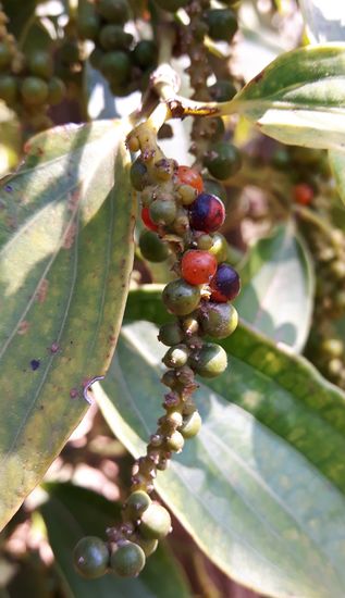 grüne und rote Beeren