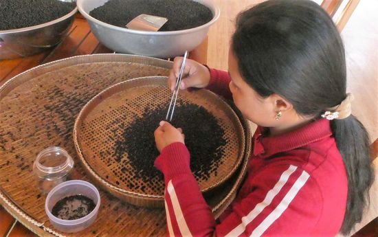 jedes Korn wird einzeln  verlesen, zuerst gesiebt, um die Schale zu entfernen, die dann im großen Sieb landet. Die nicht gut gewachsenen Körner werden dann ausgelesen, um als Tee weiterverarbeitet zu werden
die guten ins Töpfchen...