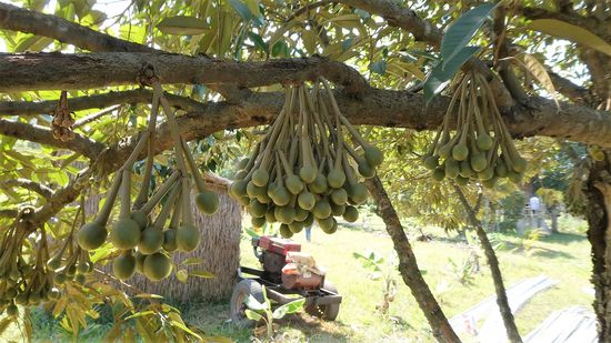 auch wird hier Obst angebaut. So sehen die jungen Früchte der Durian aus. Nicht alle reifen aus.
