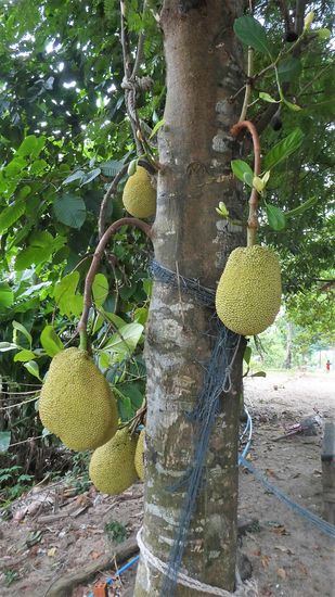 So sehen sie dann im reifen Zustand aus.Die Durian, das Wahrzeichen von Kampot. Die Stinkefrucht. Nicht unbedingt mein Lieblingsobst. einmal probieren reicht.