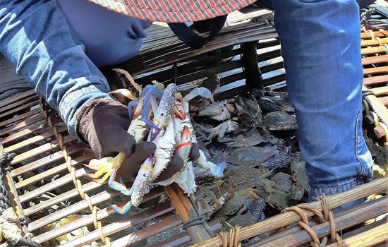 die Scheren zusammengebunden, damit sie nicht zwicken können