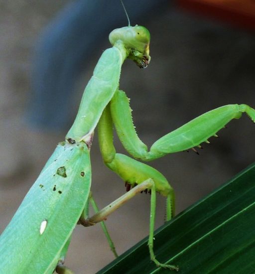 die hat nicht freundlich ausgesehen