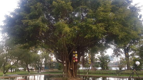 so geht Ficus richtig