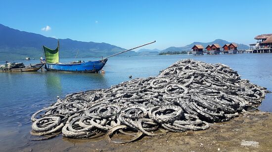 an den Reifen werden die Austern gezüchtet