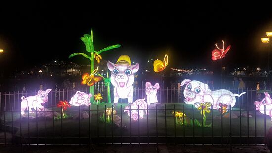 2019 - das Jahr des Schweins