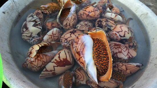 Riesenmuscheln, So groß wie meine Hand und größer