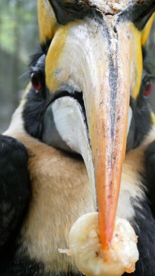 die Hornbills werden gerade gefüttert. Äußerst elegant schnappen sie die entgegen geworfenen Fruchtstückchen auf