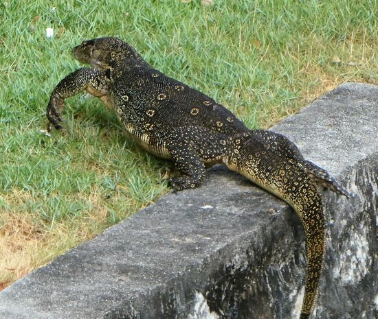 ganz schön groß - der Kerl