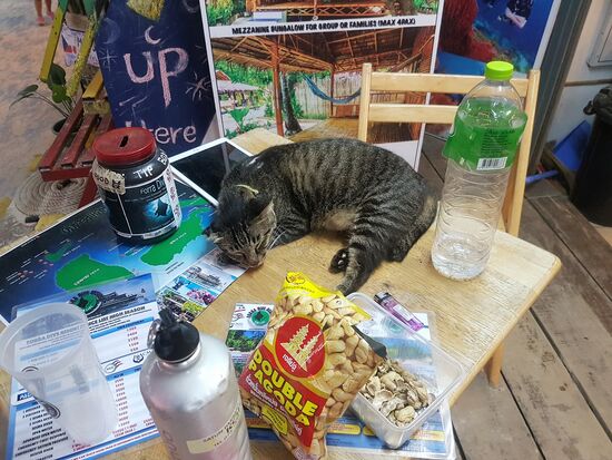 das finden auch die Katzen...