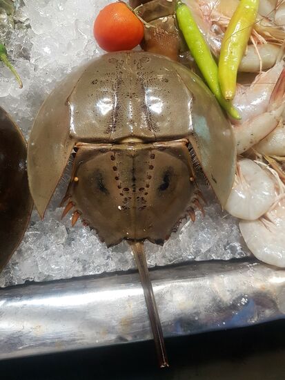 sieht aus wie Darth Vader - ist aber ein Pfeilschwanzkrebs