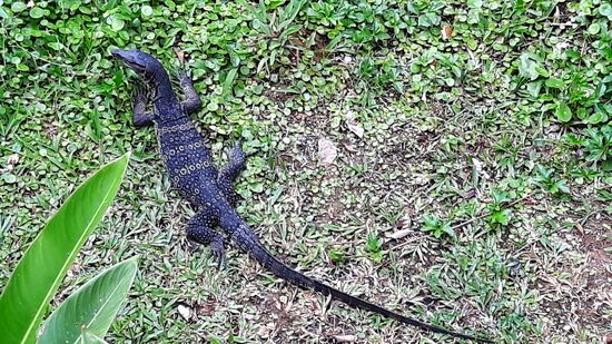 Vor unserem Balkon ein kleiner Teich, und wir haben häufiger Besuch gehabt. Der hier war der kleinere...
