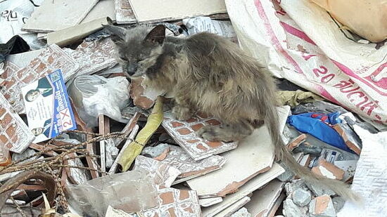 leider auch häufiger zu sehen... Abgemagerte kranke Hunde und Katzen