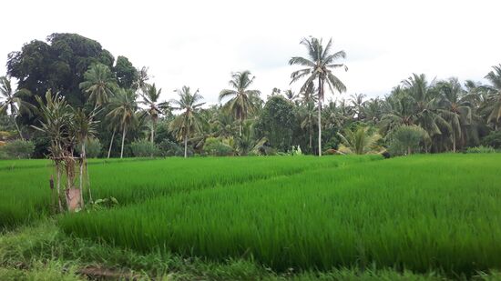 Dass ich außer Hängematten und Kokosnüssen auch Reisfelder liebe, dürfte mittlerweile keinem entgangen sein