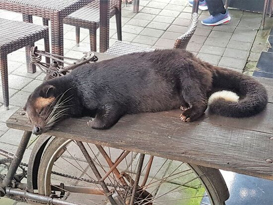 Das ist eine Luwak-katze. Das sind die, die Kaffeekirschen fressen und die unverdauten Kaffeebohnen wieder auskacken. Diese werden dann gereinigt und geröstet und für sagenhaft teures .Geld als Luwakkaffee verkauft.
Die hier verdaut grad...