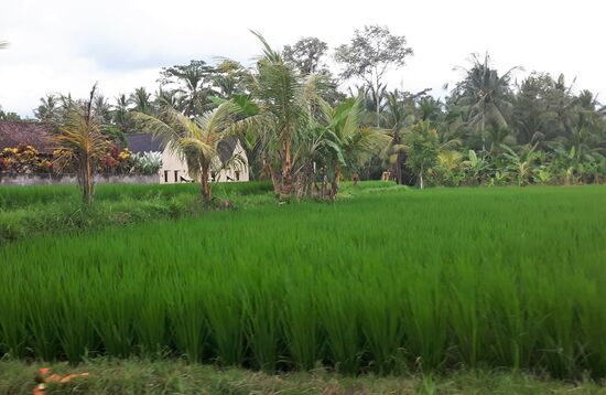 und überall grün !!!