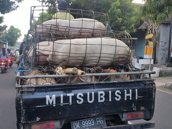 Schweinetransport