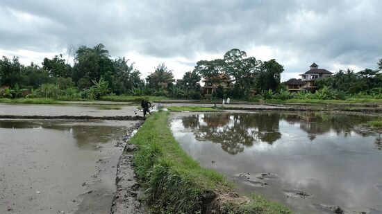 mitten in der Stadt werden auch Reisfelder bewirtschaftet