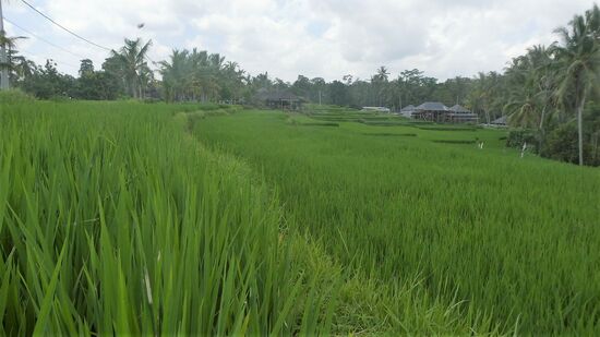 ich besaufe mich am Grün