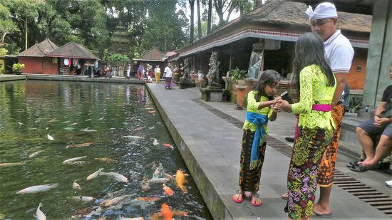 Fische füttern bringt Glück. Die Fische hier sind seeehr wohlgenährt