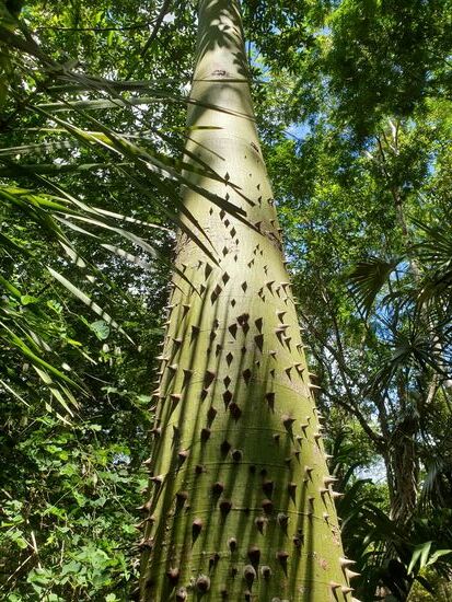 Ein heiliger Baum der Mayas. Diese Gewächse dürfen nicht gefällt werden und die mexikanischen Behörden haben ein Auge darauf.