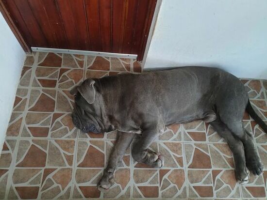 Gutmütig, aber trotzdem nicht der beste Zimmergenosse.