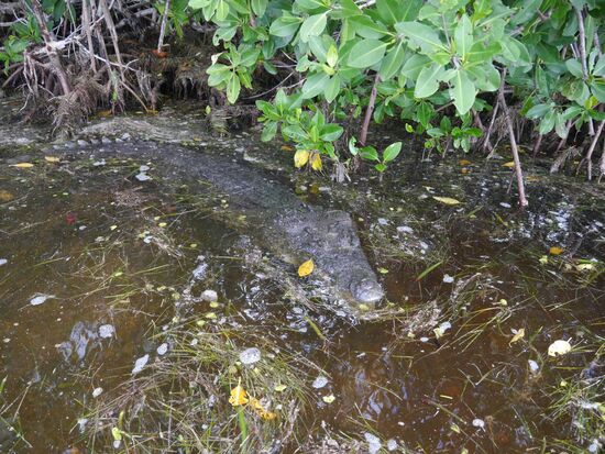 Die Krokodile hier sind ganz harmlos. Sie fressen laut unserem phantastischen Guide Carlos (von Rio Lagartos Adventurge) nur Touristen und sie springen auch nur an Bord, wenn sie großen Hunger haben.