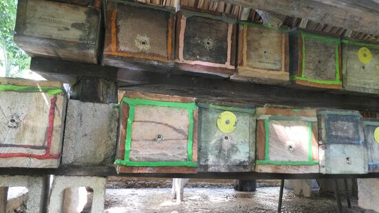 Jeder Bienenstock hat nur einen kleinen Eingang durch den genau eine Biene passt.