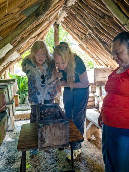 Selbst wenn die Stöcke geöffnet werden, bleiben die Melipona (die Bienen der Maya) entspannt. Der Honig wird mit Hilfe von Saugkanülen entnommen.