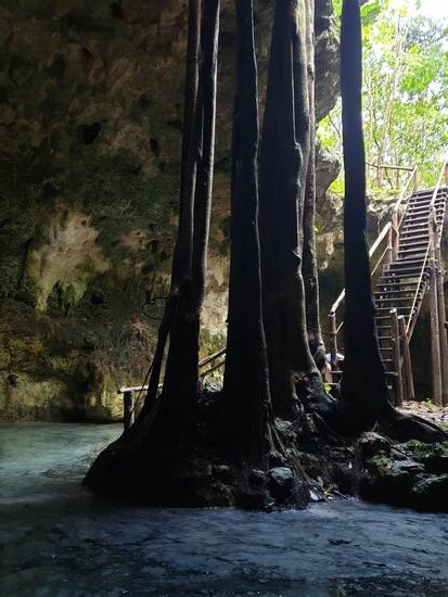 Das Bild ist vom Wasser aus gemacht. Was aussieht wie fester Grund sind die Ablagerungen der Kalksteinwände. Übrigens umflattern uns auch in dieser Cenote zahlreiche Fledermäuse!
