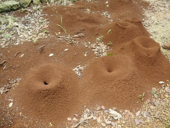 Mitten auf dem Weg ein Nest von Blattschneiderameisen.