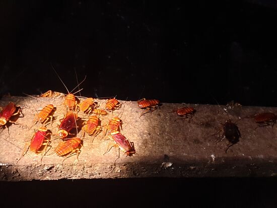 Die Handläufe der Holzstege