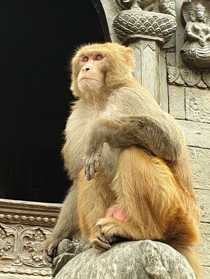 Mein Guide sagte übrigens: niemals Affen in die Augen schauen, sonst werden sie bösartig.