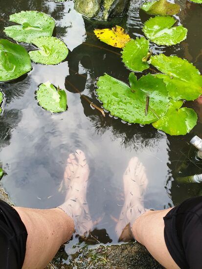 mit Knabberfischchen