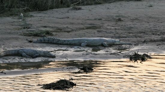 Das rechte Krokodil ist übrigens ein "Gavial" und gehört zu den bedrohten Tierarten.
Zu erkennen an der spitz zulaufenden Schnauze.