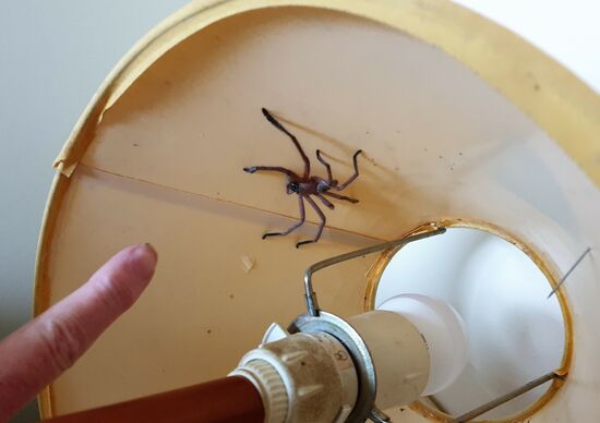 diesen Mitbewohner haben wir allerdings vor die Tür gesetzt. Giftig - wie die meisten Tiere hier.