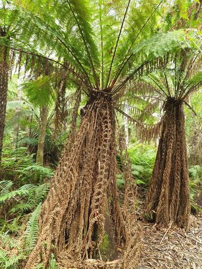 Auch die Farne sind riesig