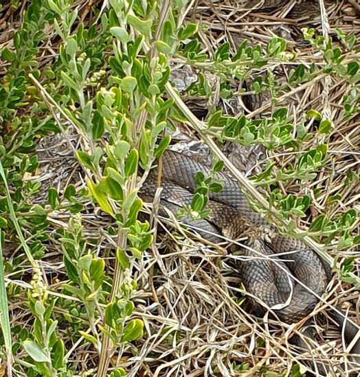 Auf dem Fußweg zu den 12 Aposteln lief man auch an "Freddie" vorbei, wie die daneben wachende Rangerin erklärte. Freddie ist eine Tigerschlange, gehört mit zu den giftigsten Schlangen auf der Welt.