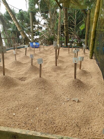 hier sind die Eier im Sand verbuddelt, beschriftet nach Ablegedatume