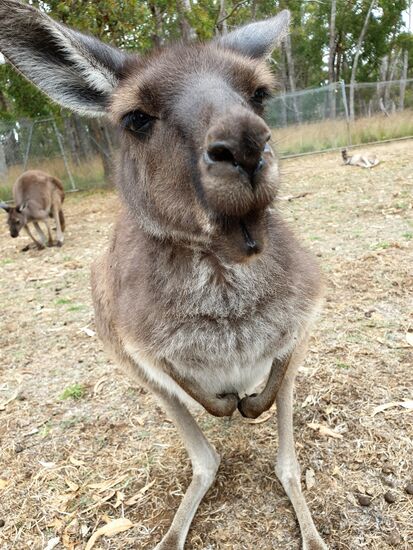 Hautnah und gar nicht scheu. Ganz touristisch habe ich auch das Futter gekauft, und lasse mir nicht entgehen, diese Tiere zu füttern.
