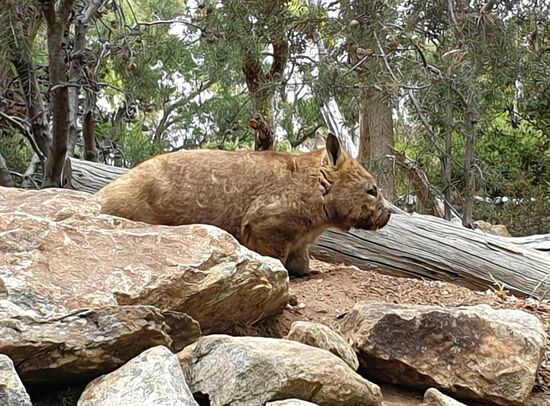 Das ist ein Wombat