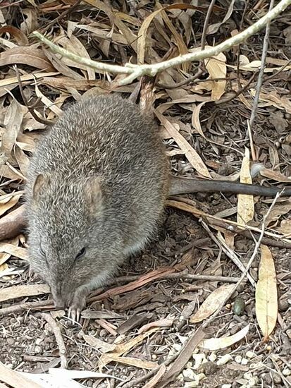 Potaroo - ich weiß den deutschen Namen nicht