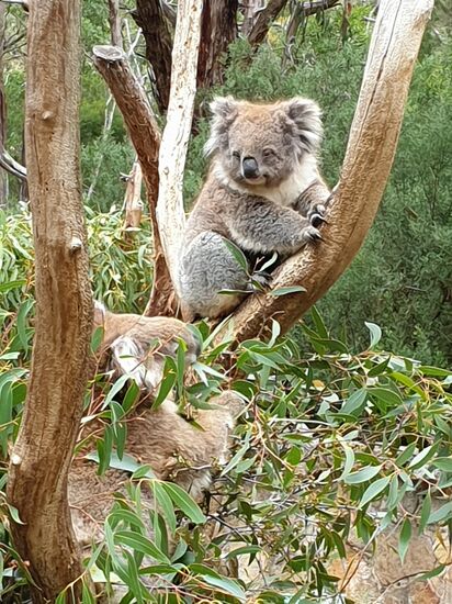 Mich mit einem Koala fotografieren zu lassen (gegen Geld natürlich) habe ich dann nicht gemacht.