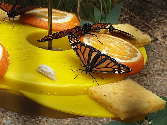 Ines - Monarchen ! Wenn schon nicht in Mexiko, dann in Australien