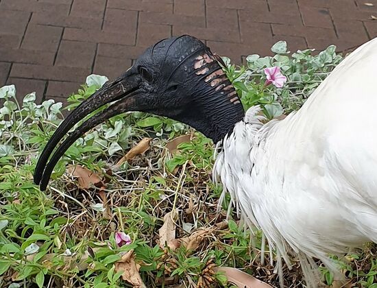 Der kann ja nichts dafür, dass er so hässlich ist. Die spahzieren hier überall in den Grünanlagen herum.