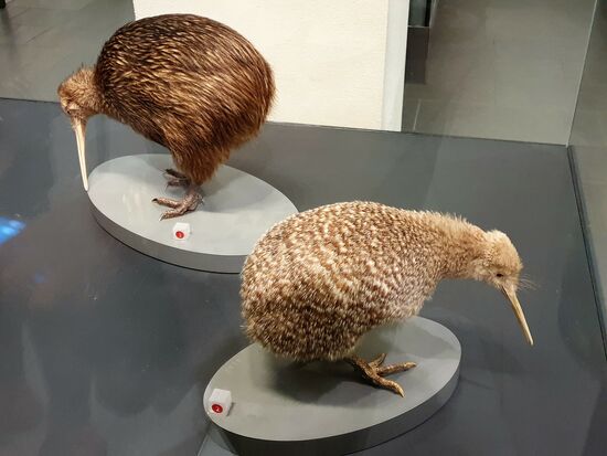 Die "Kiwis", Vögel, die keine Flügel haben und nicht fliegen können. Die Einwohner Neuseelands tragen auch den Namen "Kiwis"