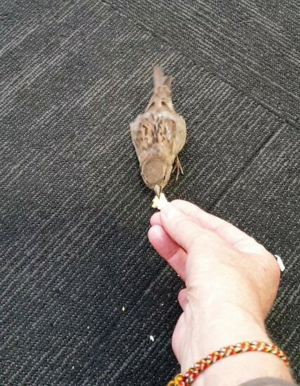 Der Spatz ist so gierig, dass er mir aus der Hand frisst