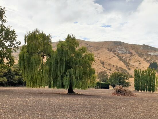 Ich liebe Trauerweiden