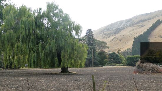 sagte ich schon, dass ich Trauerweiden liebe ?!?