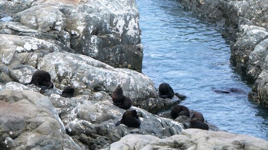 Ein paar Kilometer weiter dann noch eine ganze Kolonie. Allerdings nur von oben vom Parkplatz zu bewundern.